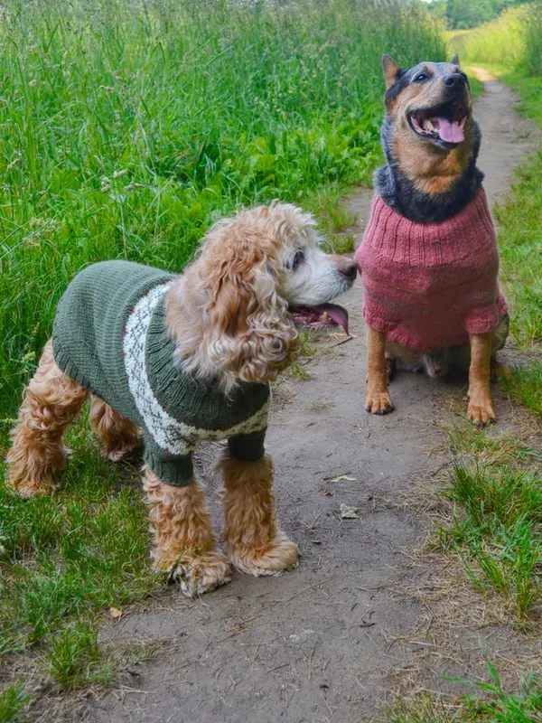 Fetch Dog Sweater *Free Pattern by Berroco*